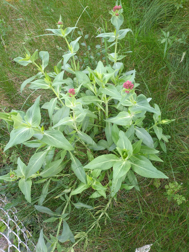 Rote Spornblume — Bild 2