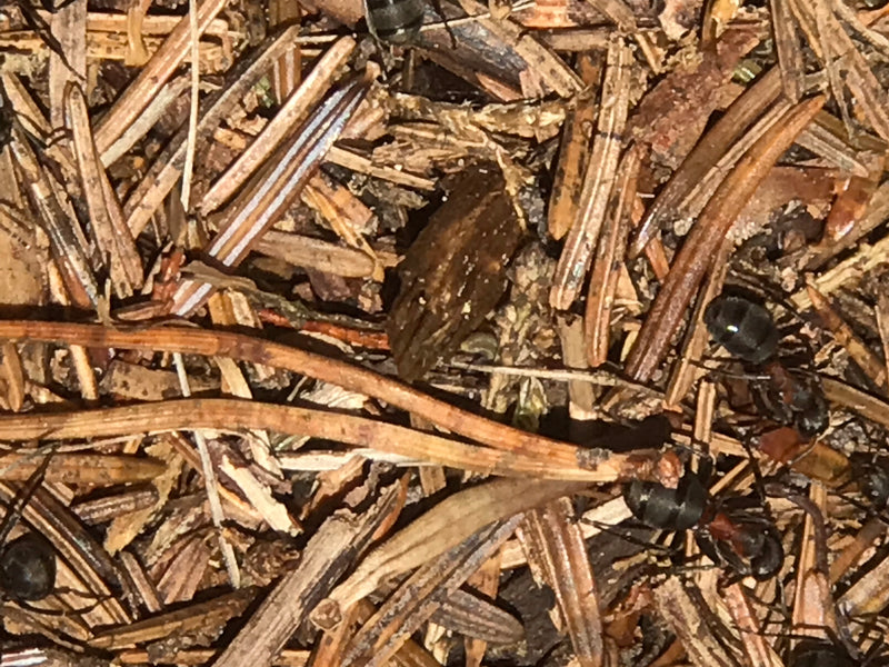 Rote Waldameise — Bild 5