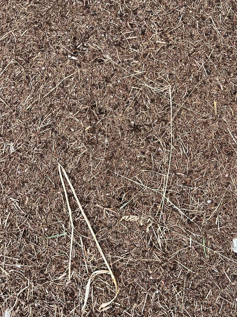 Rote Waldameise — Bild 1