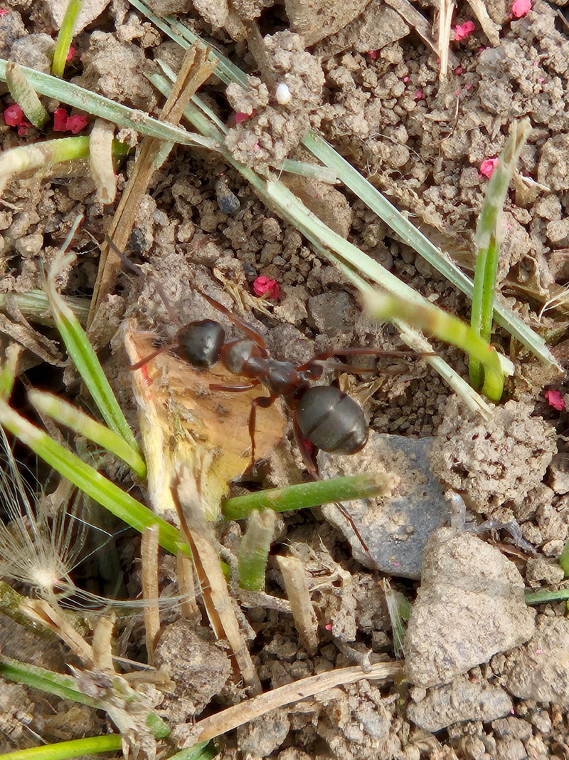 Rote Waldameise — Bild 5