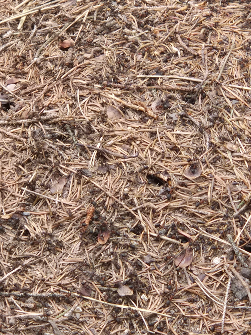 Rote Waldameise — Bild 2