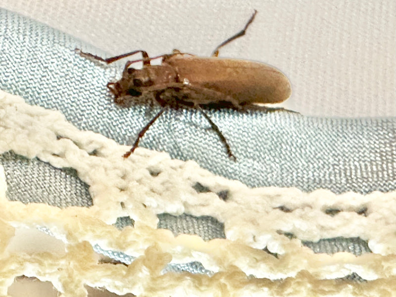 Gemeiner Weichkäfer — Bild 3