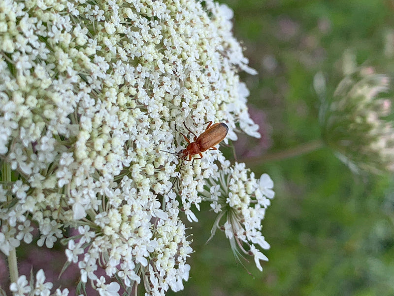 Gemeiner Weichkäfer — Bild 4