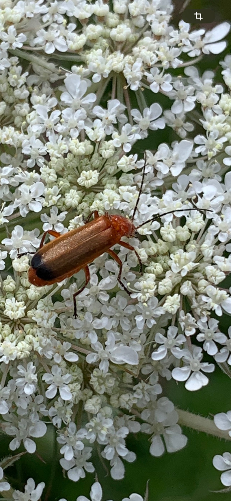 Gemeiner Weichkäfer — Bild 2