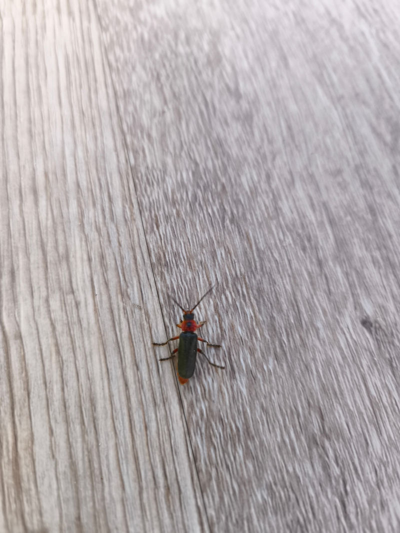 Gemeiner Weichkäfer — Bild 4