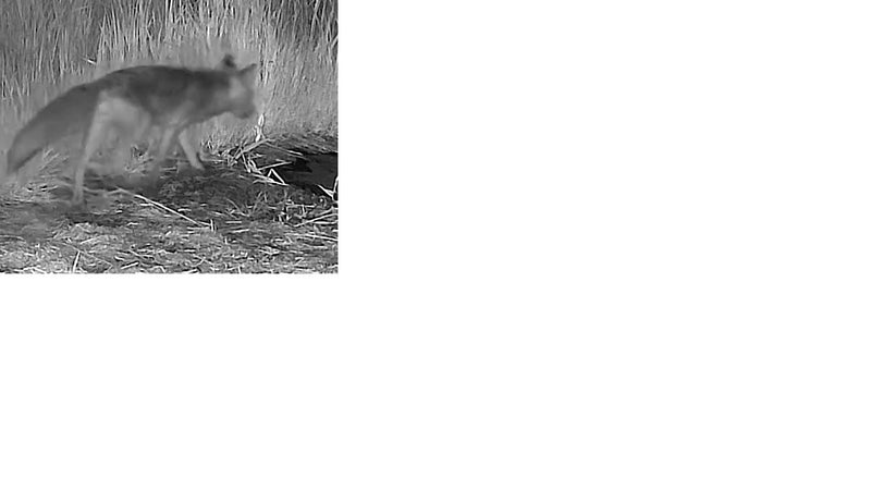 Rotfuchs — Bild 4
