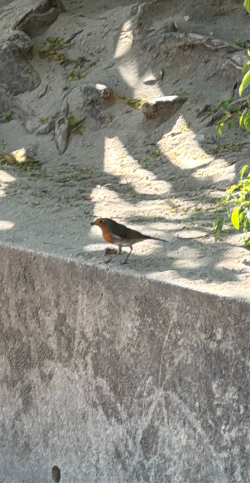 Rotkehlchen — Bild 2