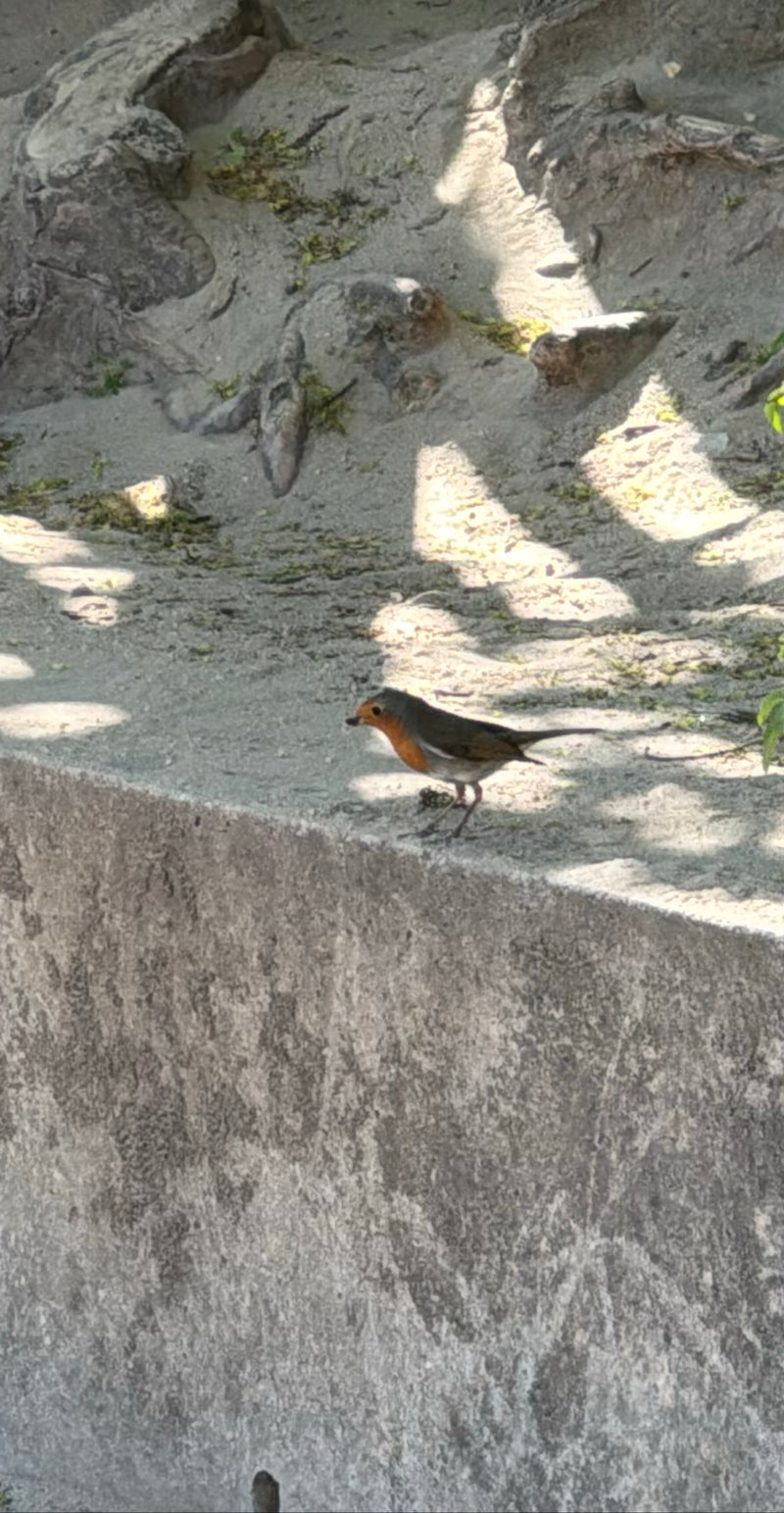 Rotkehlchen — Bild 1