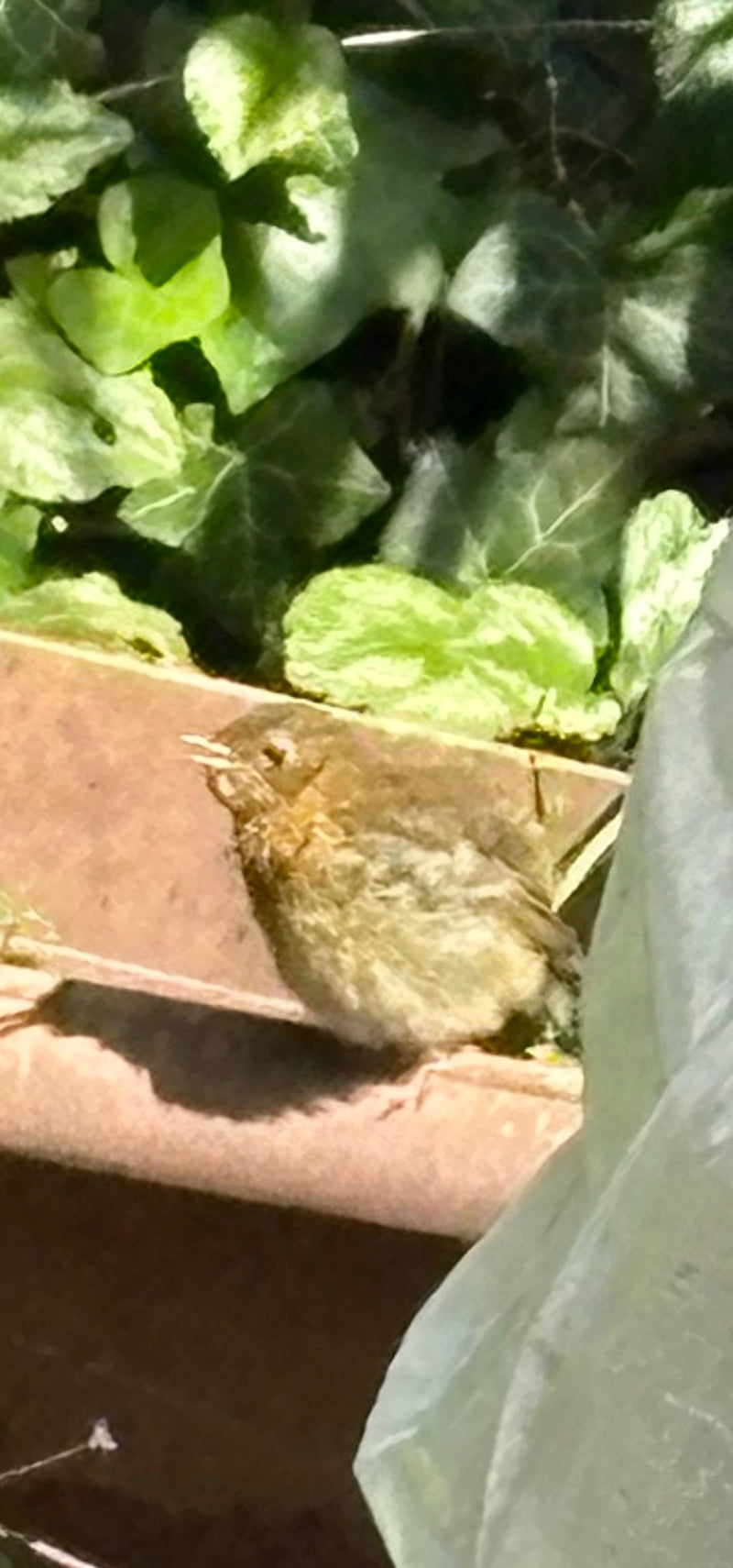 Rotkehlchen — Bild 3