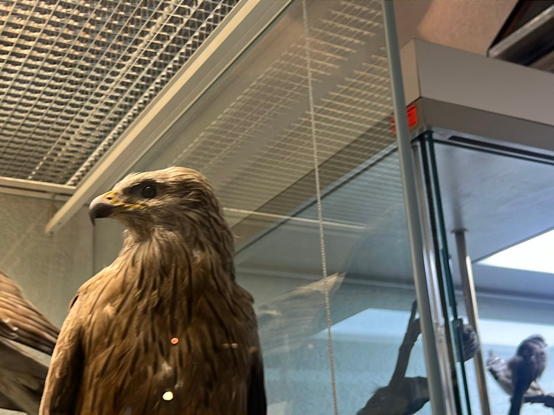 Zu sehen ist das präparierte Tier eines Rotmilans in einer Ausstellungsvitrine. Der Kopf und die Brust des Vogels sind scharf im Profil zu erkennen.