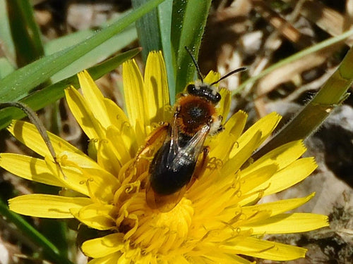 Rotschopfige Sandbiene (Andrena haemorrhoa), 24.04.2026