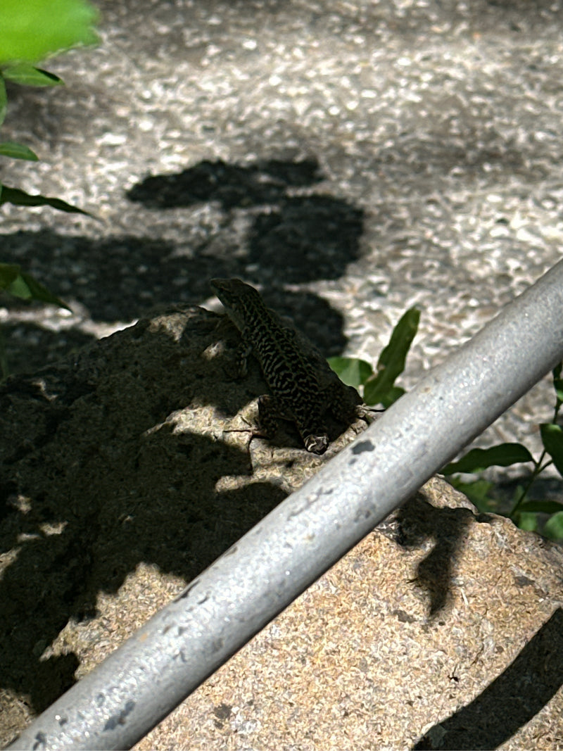 Ruineneidechse — Bild 2 von 3