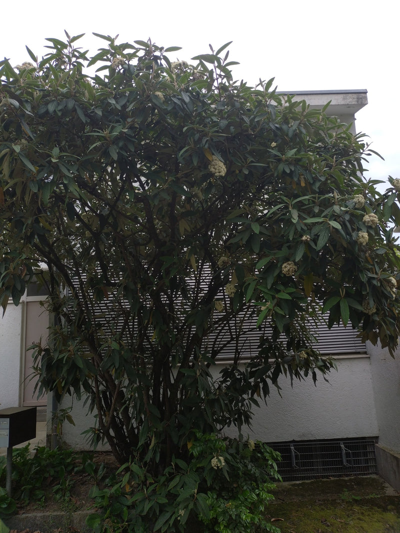 Runzelblaettriger Schneeball — Bild 3