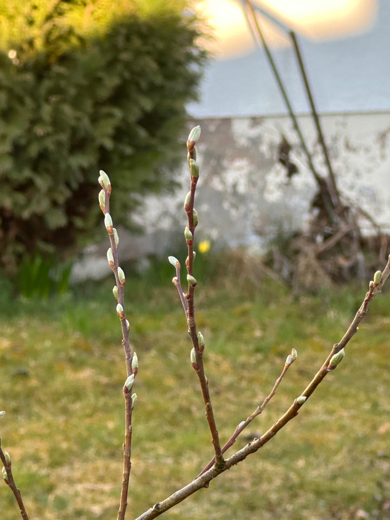 Sal-Weide — Bild 4
