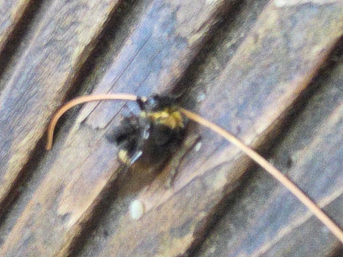Sandbiene (Andrena), 11.06.2026