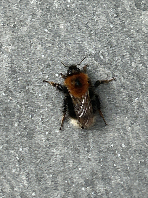 Sandbiene (Andrena) – Bild 4