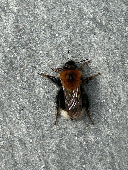 Sandbiene (Andrena) – Bild 3