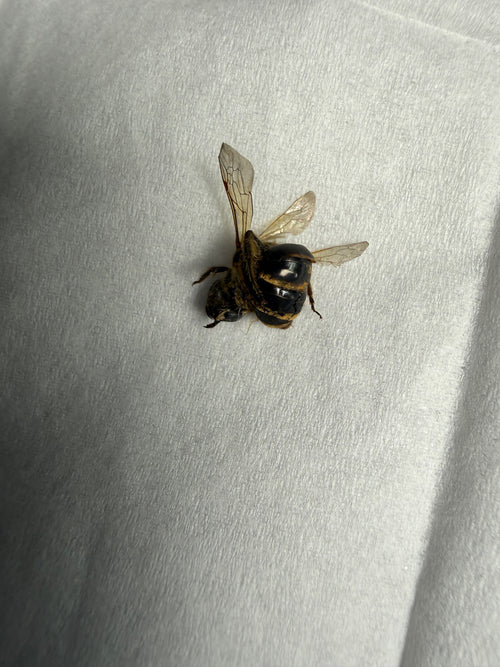 Sandbiene (Andrena) — Plomodiern, 07.09.2026