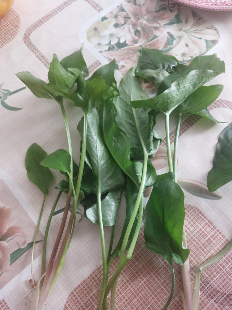 Sauerampfer — Bild 2