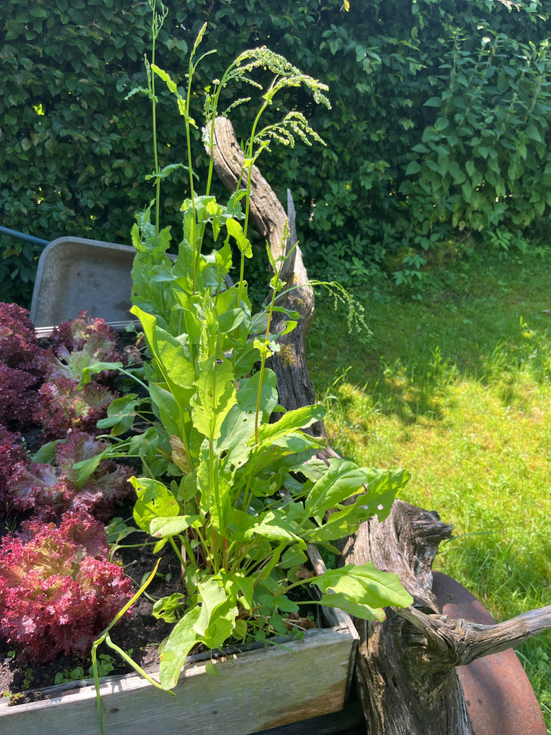 Sauerampfer — Bild 1