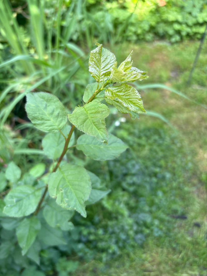 Glaskirschen — Bild 2