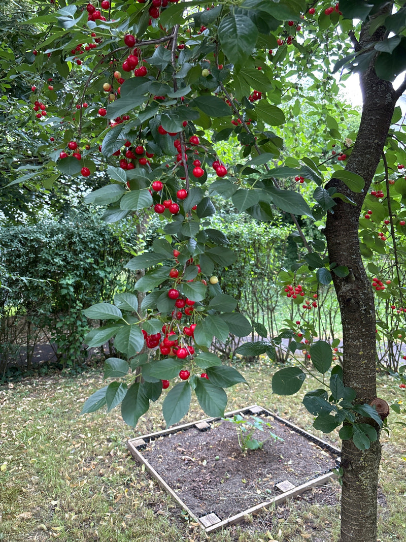 Glaskirschen — Bild 1