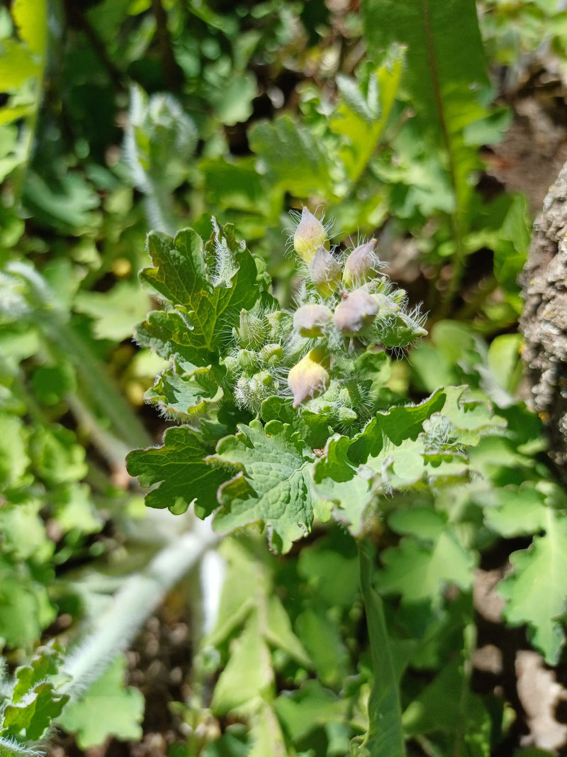 Schoellkraut — Bild 5