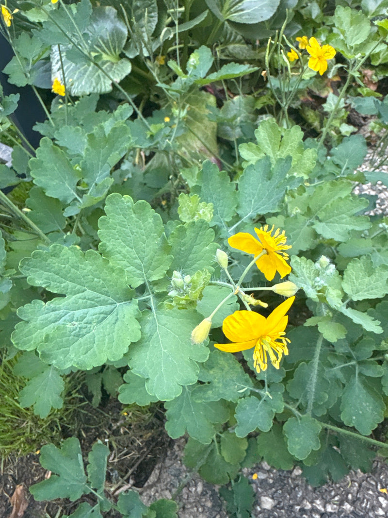Schoellkraut — Bild 2