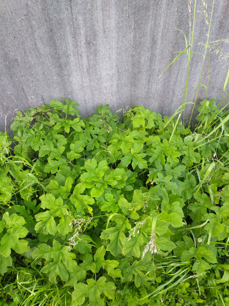Schoellkraut — Bild 3