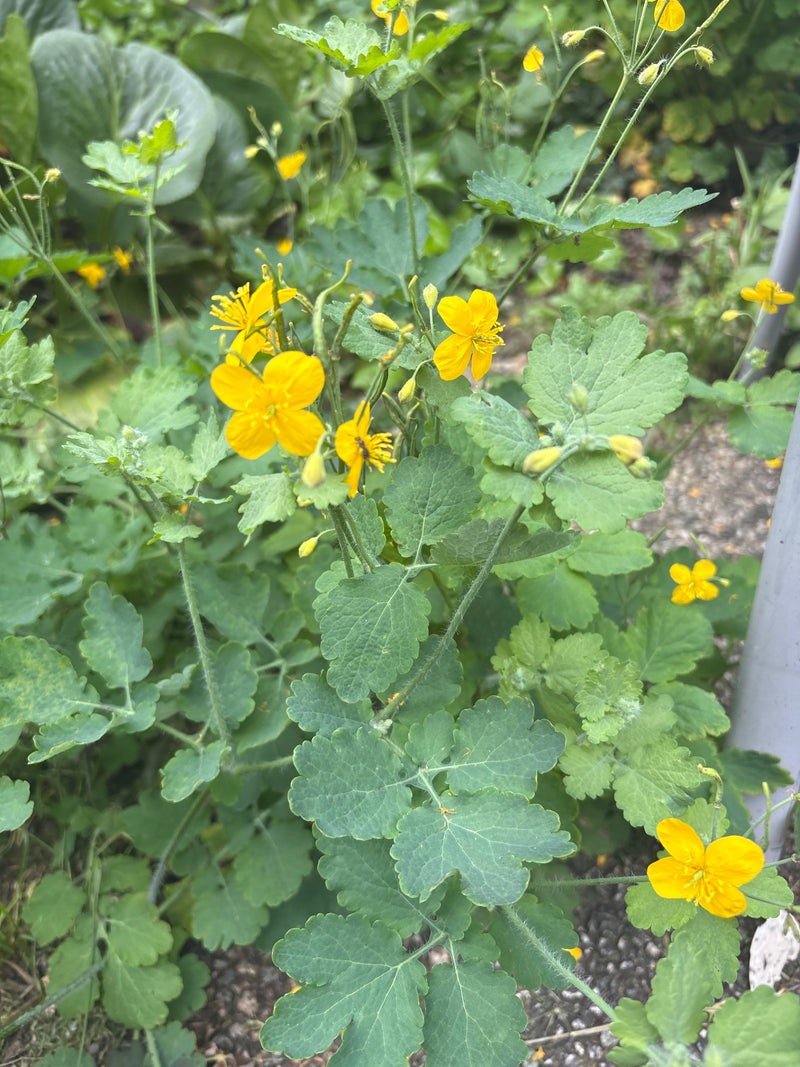 Schoellkraut — Bild 4
