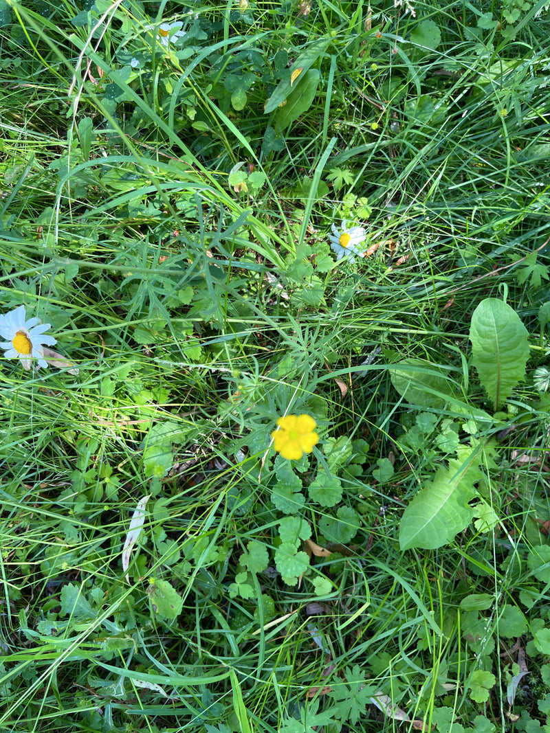 Scharfer Hahnenfuß — Bild 2