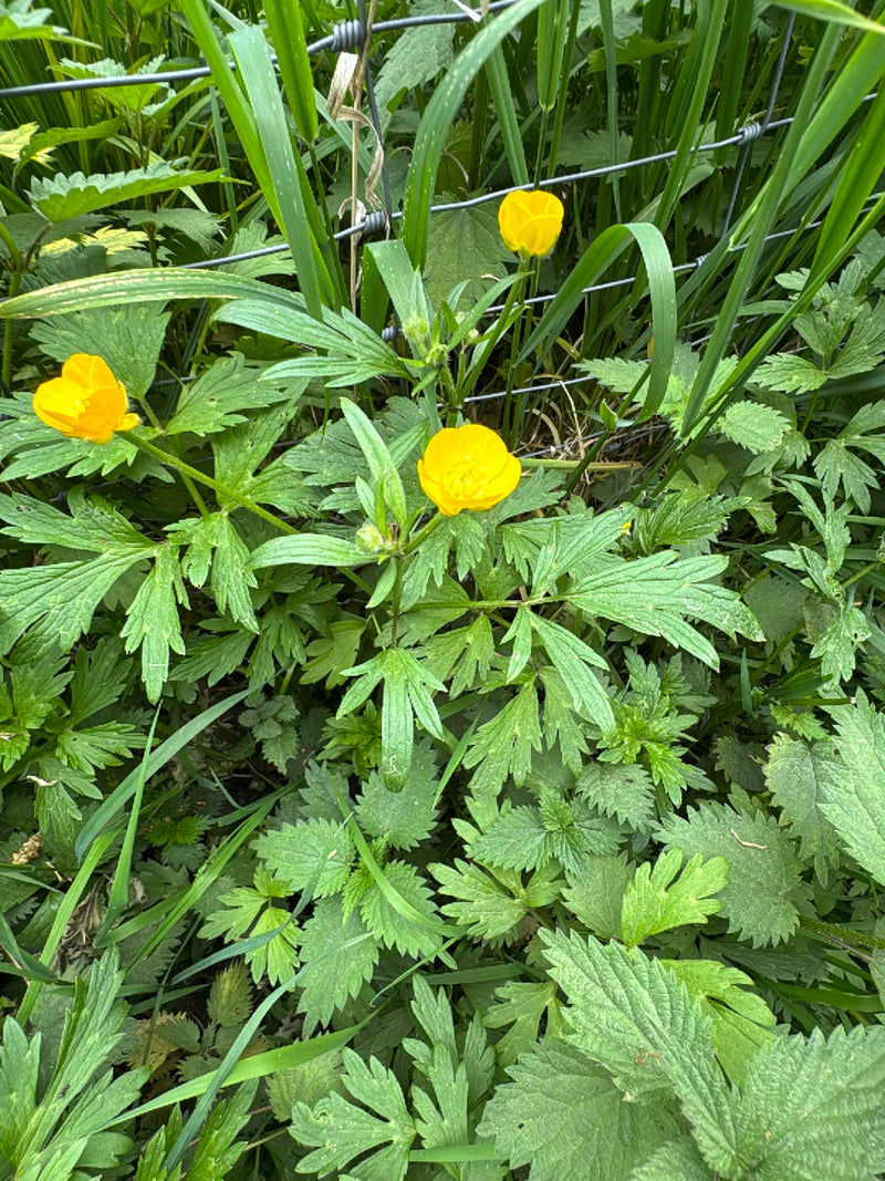 Scharfer Hahnenfuß — Bild 5