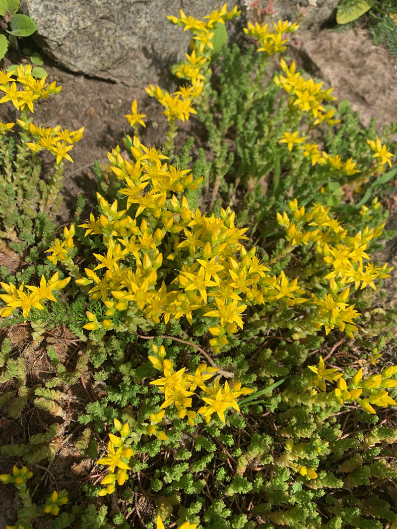 Fetthenne — Bild 5