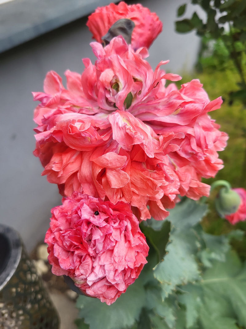 Schlafmohn — Bild 5