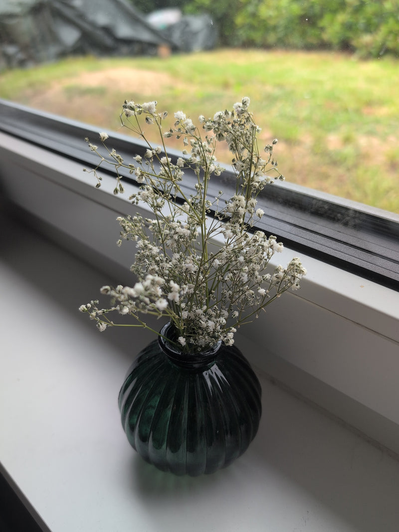 Schleierkraut — Bild 4