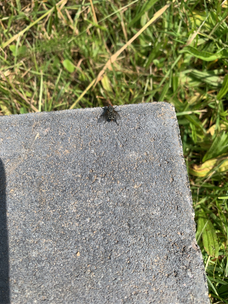 Schmeißfliege — Bild 4