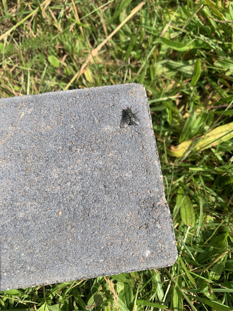 Schmeißfliege — Bild 3