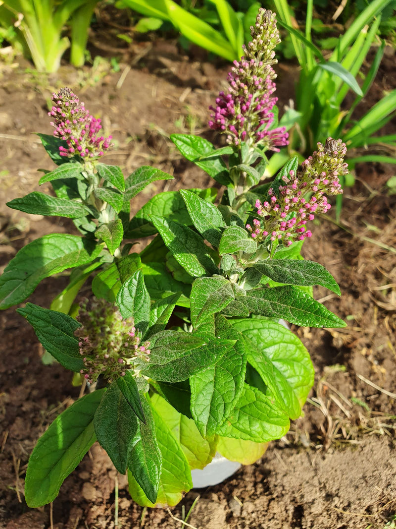Sommerflieder — Bild 4