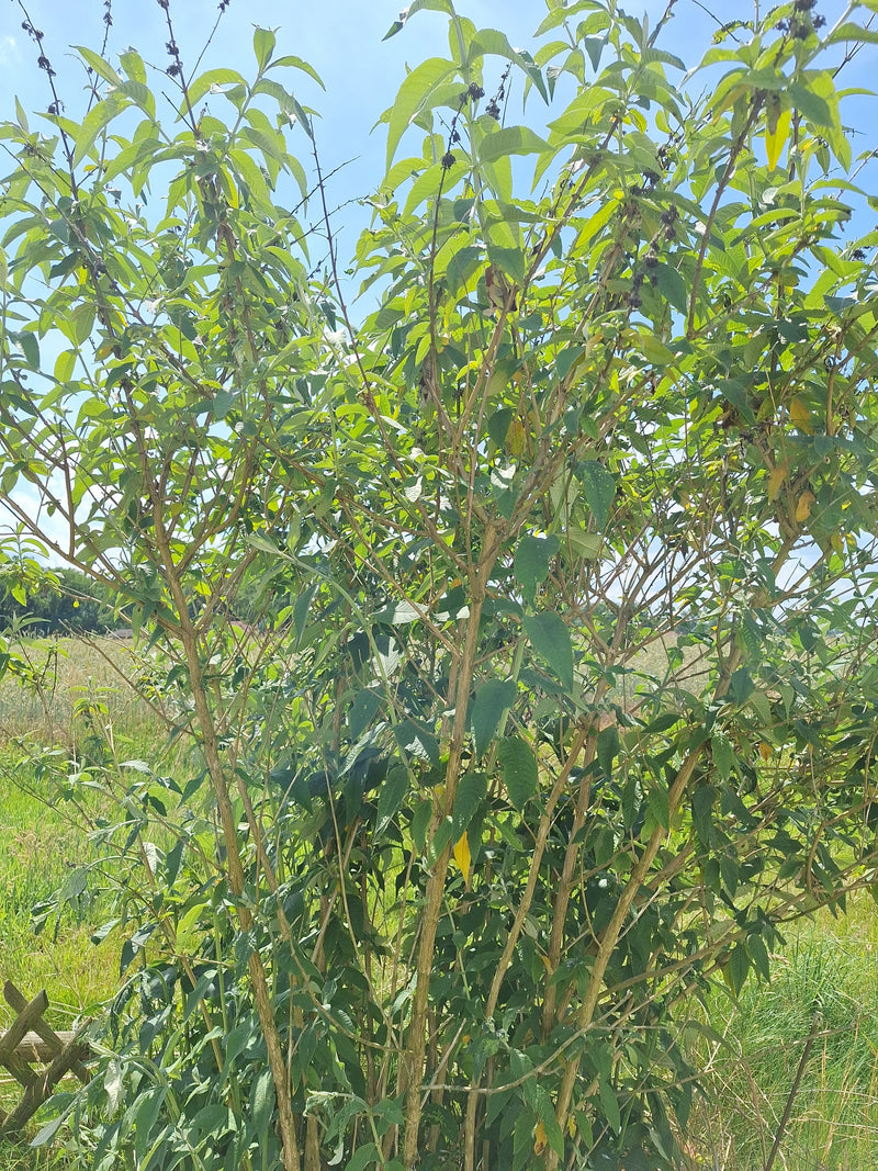Sommerflieder — Bild 2