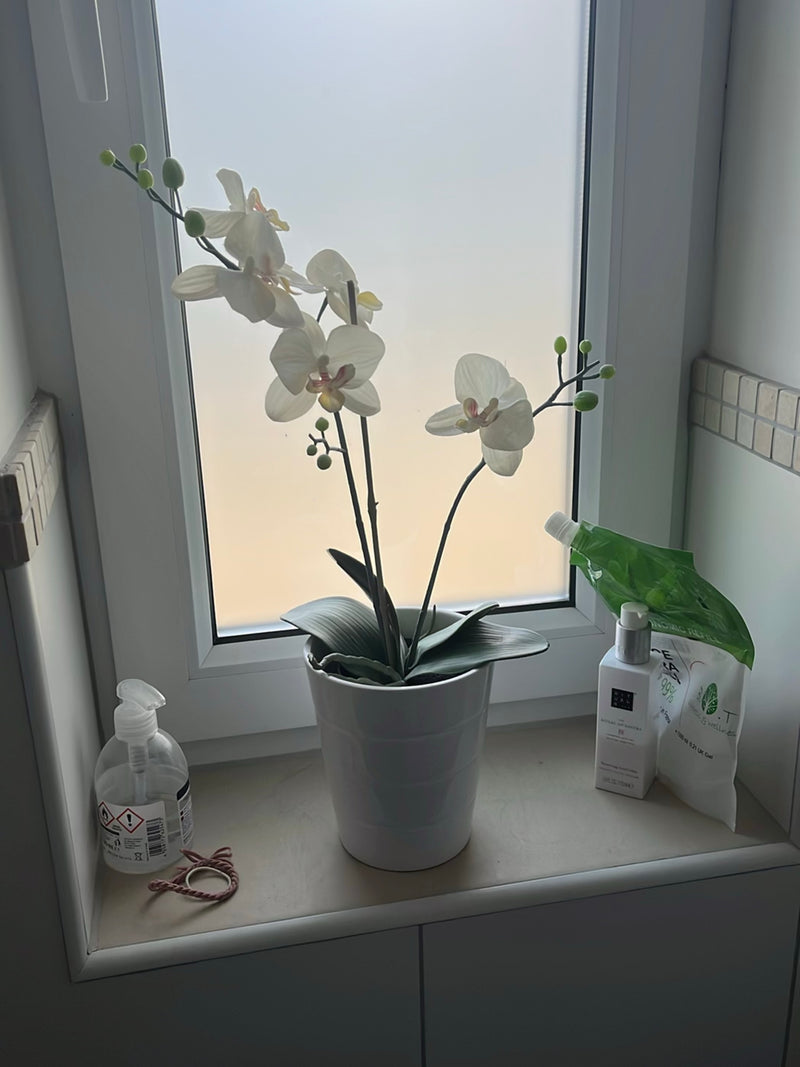 Schmetterlingsorchidee — Bild 1