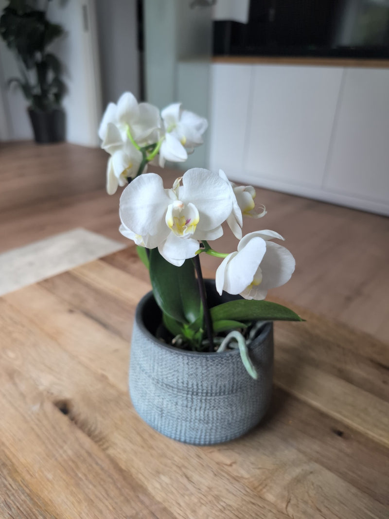 Schmetterlingsorchidee — Bild 3