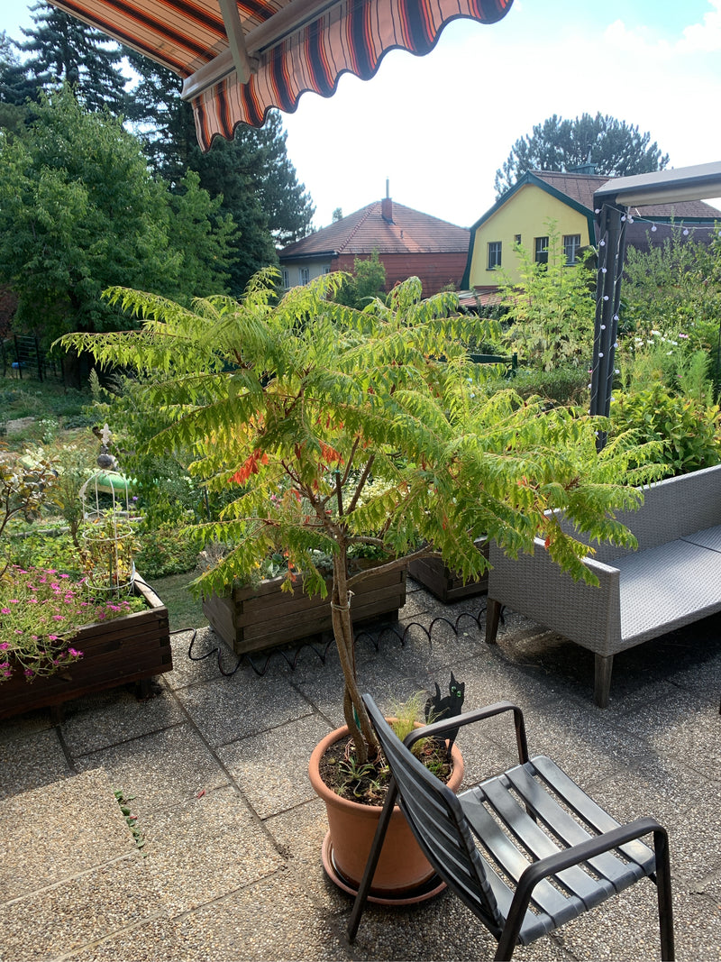 Ein geschlitztblättriger Essigbaum wächst in einem Pflanzkübel auf einer gepflasterten Terrasse.