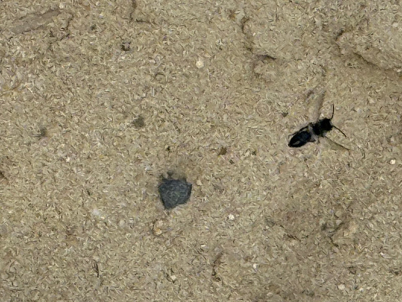 Schwarze Grabwespe — Bild 1