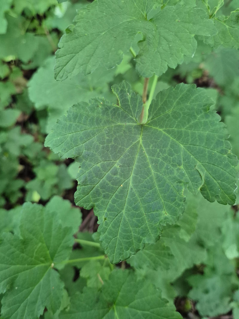 Jostabeere — Bild 3