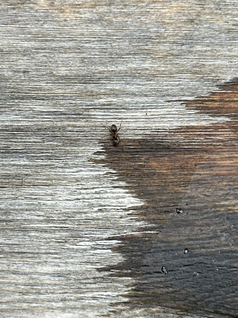 Schwarzgraue Wegameise — Bild 4