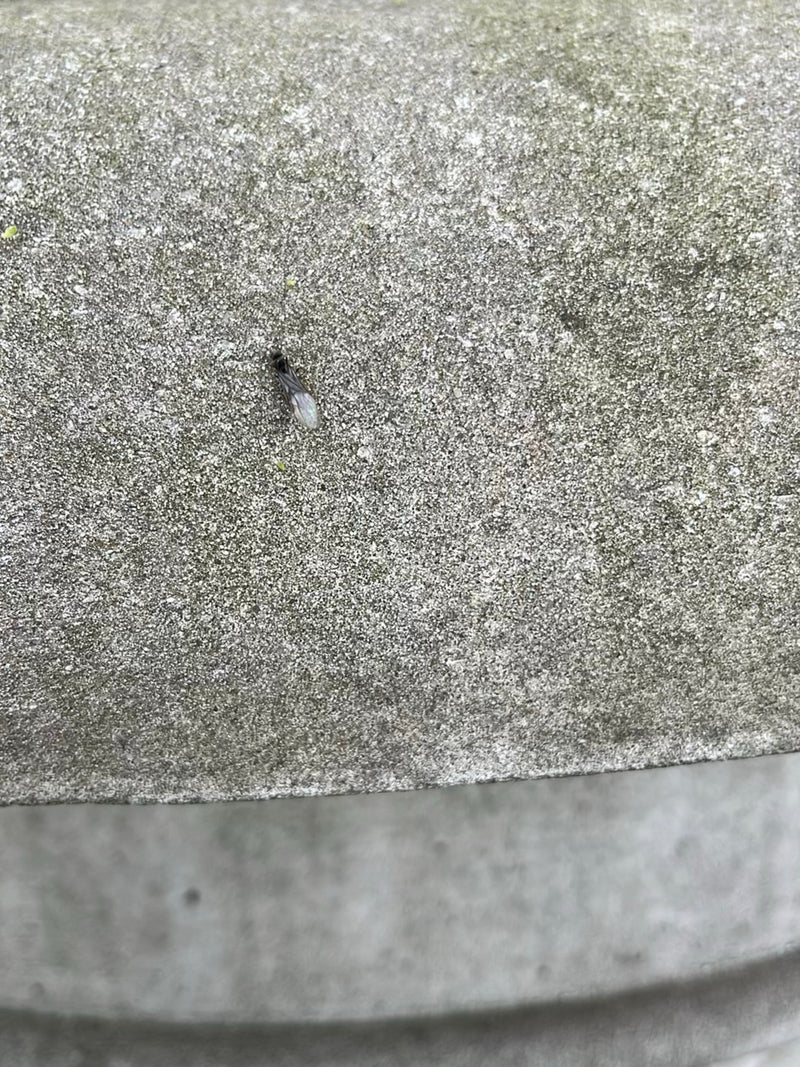 Schwarzgraue Wegameise — Bild 3