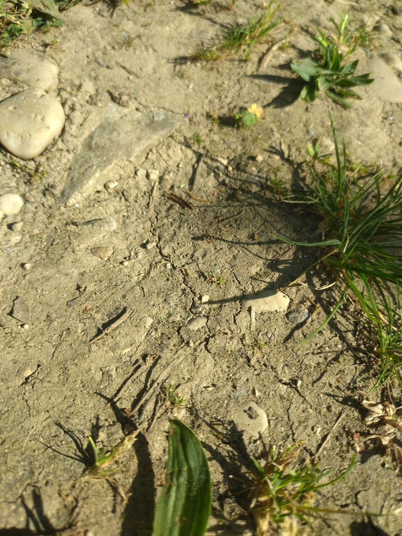 Schwarzgraue Wegameise — Bild 5