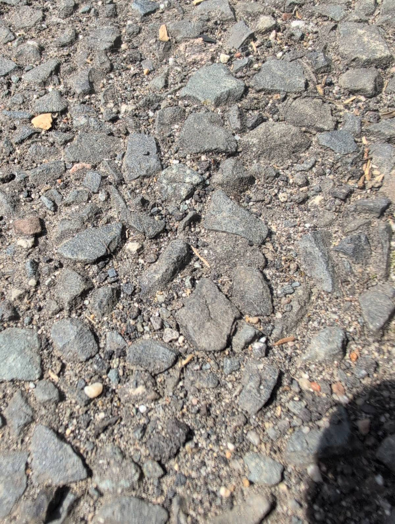 Schwarzgraue Wegameise — Bild 2