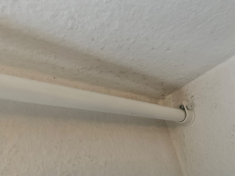 Schwarzkopfameise — Bild 3