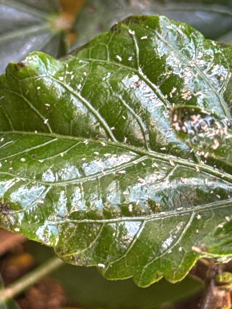 Schwarzkopfameise — Bild 1